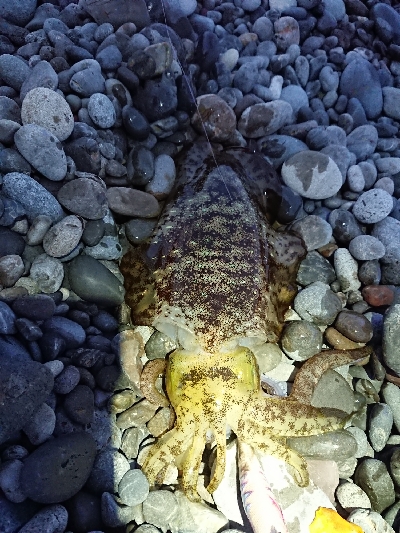 秋イカですね❗