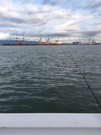 コスモ いまいち