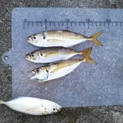 浮きへのアタリ多数！でもなかなか乗らない！