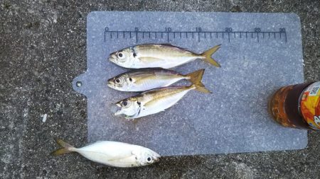 浮きへのアタリ多数！でもなかなか乗らない！