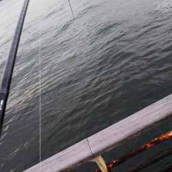 タチウオのちエイ