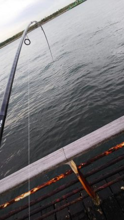 タチウオのちエイ