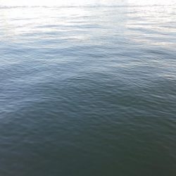 南港タチウオやっぱりまだ渋い