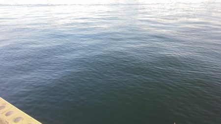 南港タチウオやっぱりまだ渋い