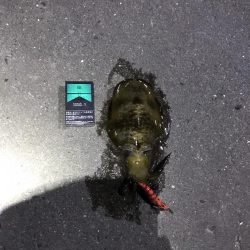 中紀でエギング、アオリイカ２ケタ