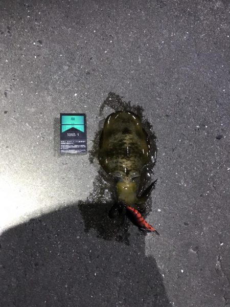 中紀でエギング、アオリイカ２ケタ