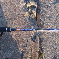 南港タチウオやっぱりまだ渋い