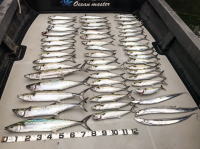 オーシャンマスター 釣果