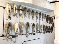 オーシャンマスター 釣果