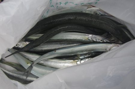 オリジナルメーカー海づり公園(市原市海づり…