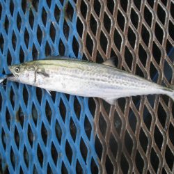 オリジナルメーカー海づり公園(市原市海づり施設) 釣果