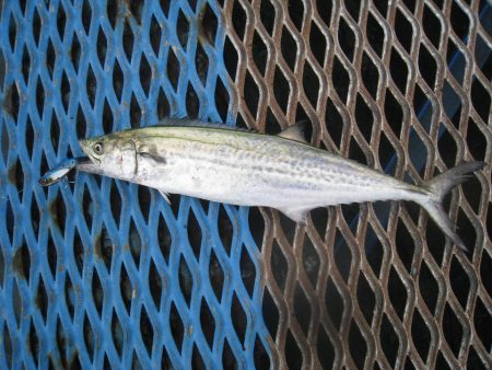 オリジナルメーカー海づり公園(市原市海づり施設) 釣果