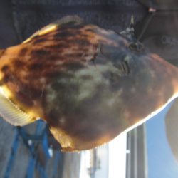 オリジナルメーカー海づり公園(市原市海づり施設) 釣果