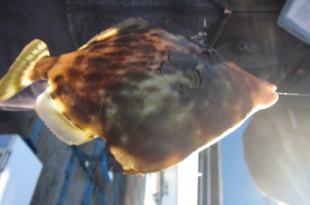 オリジナルメーカー海づり公園(市原市海づり施設) 釣果