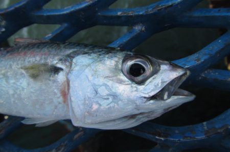 オリジナルメーカー海づり公園(市原市海づり施設) 釣果