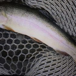 フィッシングレイクたかみや 釣果