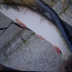 フィッシングレイクたかみや 釣果