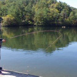 フィッシングレイクたかみや 釣果