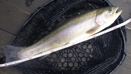 フィッシングレイクたかみや 釣果