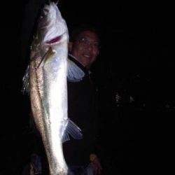 シーマジカル 釣果