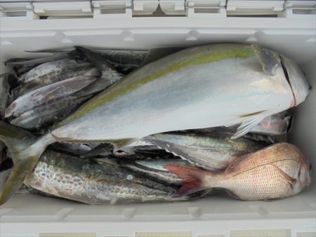 ＨＡＲＵＫＡ丸　はるかまる 釣果