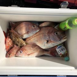 リトルワン 釣果