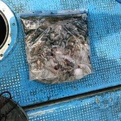 フィッシングガイド りょう 釣果