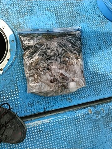 フィッシングガイド りょう 釣果