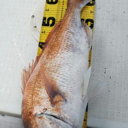 タイラバ遊漁船 ワンピース 釣果