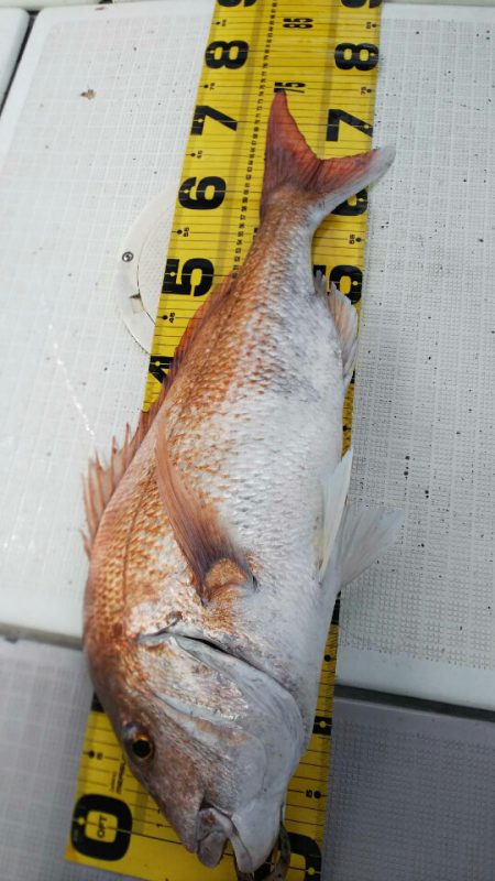 タイラバ遊漁船 ワンピース 釣果