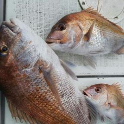 タイラバ遊漁船 ワンピース 釣果