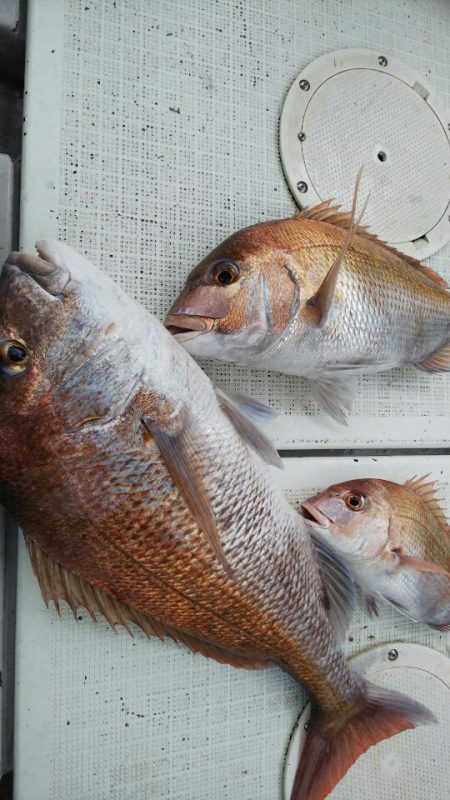 タイラバ遊漁船 ワンピース 釣果