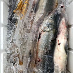 海友丸 釣果
