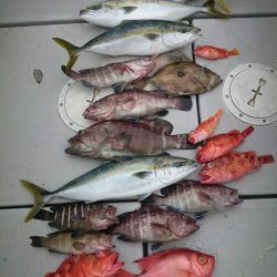 エンペラー 釣果