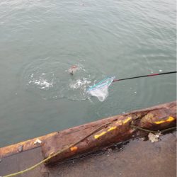 海友丸 釣果