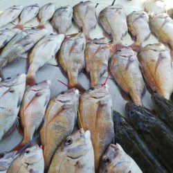 タイラバ遊漁船 ワンピース 釣果