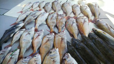 タイラバ遊漁船 ワンピース 釣果