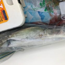 あみや渡船 釣果