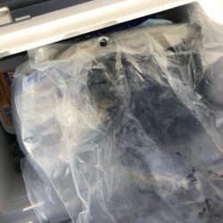 あみや渡船 釣果