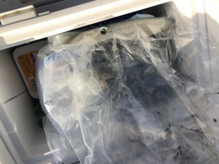 あみや渡船 釣果