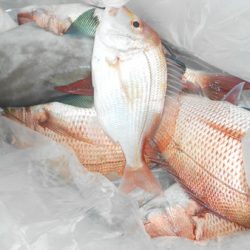 こうゆう丸 釣果