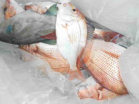 こうゆう丸 釣果