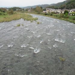 狩野川(狩野川漁業協同組合) 釣果