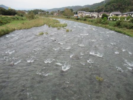 狩野川(狩野川漁業協同組合) 釣果