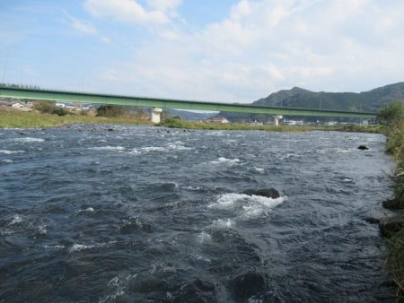 狩野川(狩野川漁業協同組合) 釣果
