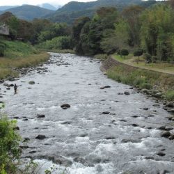 狩野川(狩野川漁業協同組合) 釣果