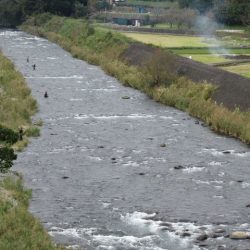 狩野川（狩野川漁業協同組合） 釣果