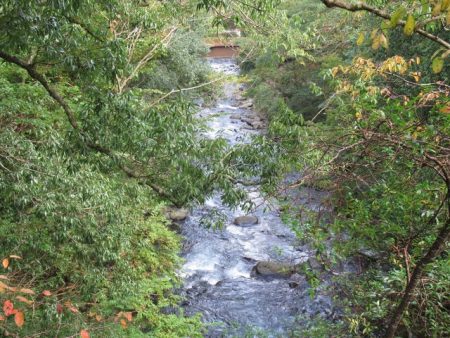 狩野川(狩野川漁業協同組合) 釣果