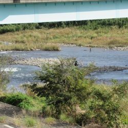 狩野川(狩野川漁業協同組合) 釣果