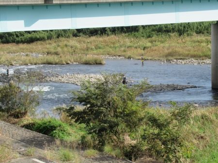 狩野川(狩野川漁業協同組合) 釣果